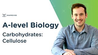 Carbohydrates Cellulose  Alevel Biology  OCR AQA Edexcel [upl. by Charlotte615]