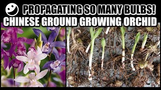 PROPAGATION amp REPOT  Chinese Ground Growing Orchids  Bletilla Striata [upl. by Emorej362]