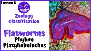 What are Platyhelminthes  Phylum Platyhelminthes [upl. by Vada]