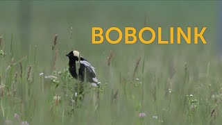 Bobolink [upl. by Ellertnom]