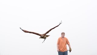 An Introduction to Falconry [upl. by Nosyerg]