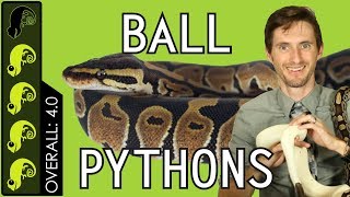 Ball Python The Best Pet Reptile [upl. by Aem384]