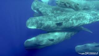 The Sound of Sperm Whales  WHALEZONETV [upl. by Etteuqal]