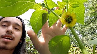 How to grow Tomatillos Physalis ixocarpa syn Physalis philadelphica  Miltomates [upl. by Spenser7]