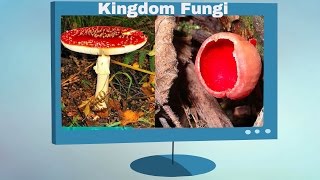 Kingdom Fungi Characteristics [upl. by Oicor911]