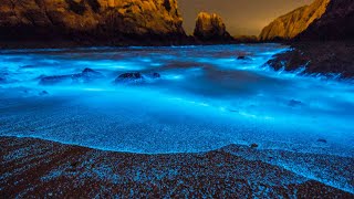 What Is Bioluminescence [upl. by Aver]