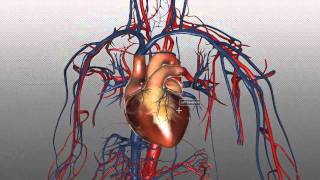 The Heart and Major Vessels  PART 1  Anatomy Tutorial [upl. by Sheree301]