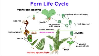 Ferns The Emergence of Roots and Stems [upl. by Attey]