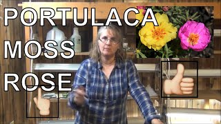 How to Grow Moss Rose From Seed  Planting Portulaca In Pots [upl. by Agnizn]