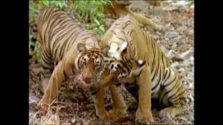 Baby Einstein  Wild Animal Safari Amazon Trailer [upl. by Mcgill]