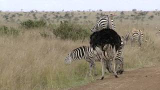 Ostrich and zebras [upl. by Oer]