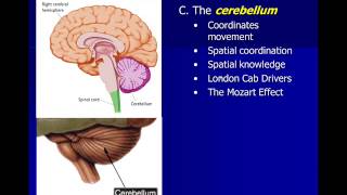 Neuroscience Subcortical Structures [upl. by Zile302]