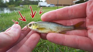 How to Rig LIVE MINNOWS to Catch More Bass [upl. by Donatelli]