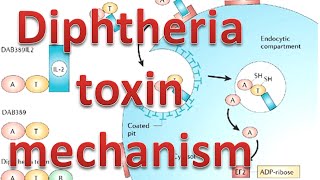 Diphtheria toxin mechanism [upl. by Idolem455]