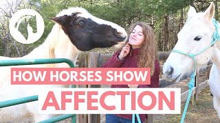 How Horses Show Affection to Humans [upl. by Carrick654]