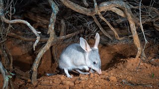 Safeguard the future of Australias iconic Bilby with AWC [upl. by Ymmit]