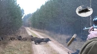 Drückjagd in Polen  polowanie na dziki vildsvinsjakt  driven hunt Chasse Au Sanglier drivjakt [upl. by Alcus]