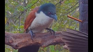 Amazing Burchells coucal call  Bird Sounds [upl. by Aliab]