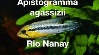 Apistogramma agassizii quotRio Nanayquot [upl. by Primrose10]