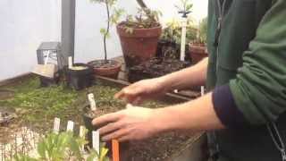 How to Take Cuttings for a Hedge [upl. by Gnuj]