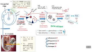 Physiology 1 the cycle [upl. by Erodroeht]