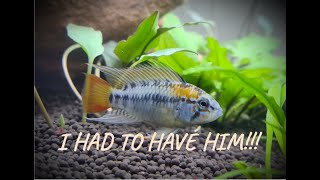 How To Set Up An Apistogramma Aquarium  From Start to Finish [upl. by Winifred]