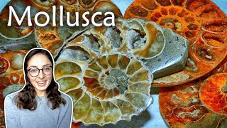 Mollusca Pt 1 Characteristics amp Classes of Mollusks Invertebrate Paleontology  GEO GIRL [upl. by Spalding]