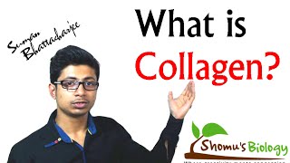 What is collagen collagen protein structure and function [upl. by Atikihc]