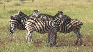 SOUTH AFRICA Burchells Zebra 3 Kruger national park [upl. by Erbes]