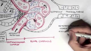 Nephrology  Kidney Physiology Overview [upl. by Astera937]