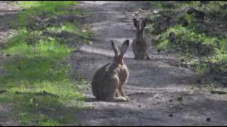 Zając szarak  Lepus europaeus [upl. by Tor713]