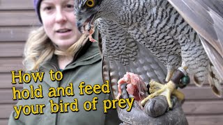 Falconry Basics  How to handle and feed your bird of prey [upl. by Alyosha]