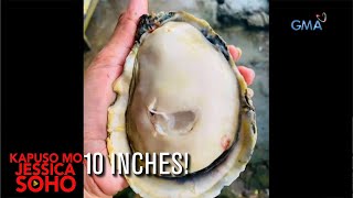 Kapuso Mo Jessica Soho Giant shellfish tikman [upl. by Narot972]