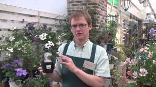 How to Grow and Care for Heliotrope [upl. by Zoes]