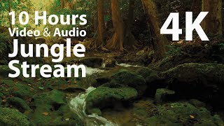 4K UHD 10 hours  Jungle Stream  mindfulness ambience relaxing meditation nature [upl. by Amlev]