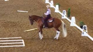 2016 Cowboy Dressage World Finals [upl. by Enomal63]