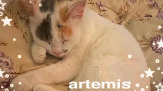 artemis [upl. by Akeim]