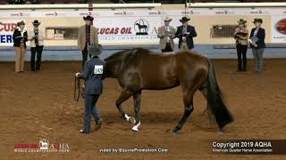 2019 AQHA Showmanship [upl. by Lindley]