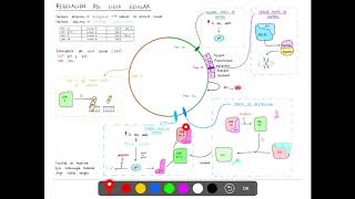 REGULACIÓN DEL CICLO CELULAR [upl. by Setiram854]