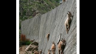 Rock Climbing GoatsMountain Ibexs [upl. by Nae]