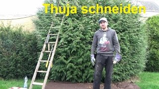 Große Thuja schneiden Thuja Hecke schneiden Konifere schneiden Ligusterhecke zurückschneiden [upl. by Garth]