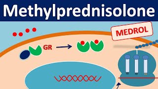 Methylprednisolone  Mechanism side effects precautions amp uses [upl. by Mair]