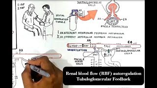 Renal blood flow RBF autoregulation Tubuloglomerular Feedback [upl. by Myrle]