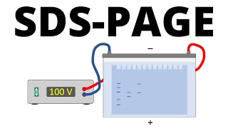 SDSPAGE explained  Protein Separation Technique [upl. by Jarita]