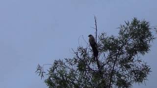 Burchells Coucal quotRain Birdquot calling  very unusual [upl. by Isus]