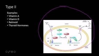 Steroid hormone receptors [upl. by Eittah735]