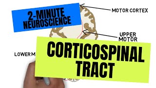 2Minute Neuroscience Corticospinal Tract [upl. by Azitram872]