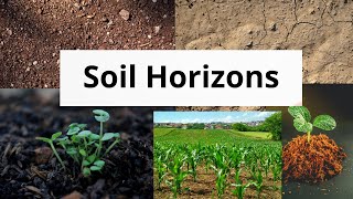 soil horizons  soil horizons or Profile explained [upl. by Esimaj812]