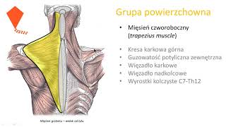 Mięśnie grzbietu wstęp [upl. by Komara]