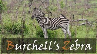 Burchells Zebra Equus burchelli Animal Call amp Sound Video  Kruger Park  Stories Of The Kruger [upl. by Nnyleve]